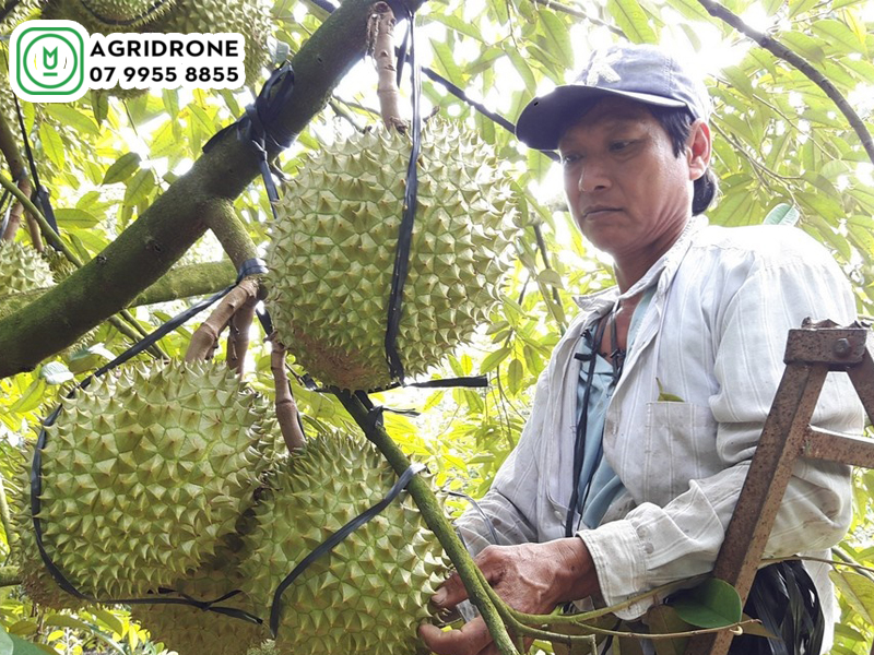 Máy bay phun thuốc cho cây sầu riêng