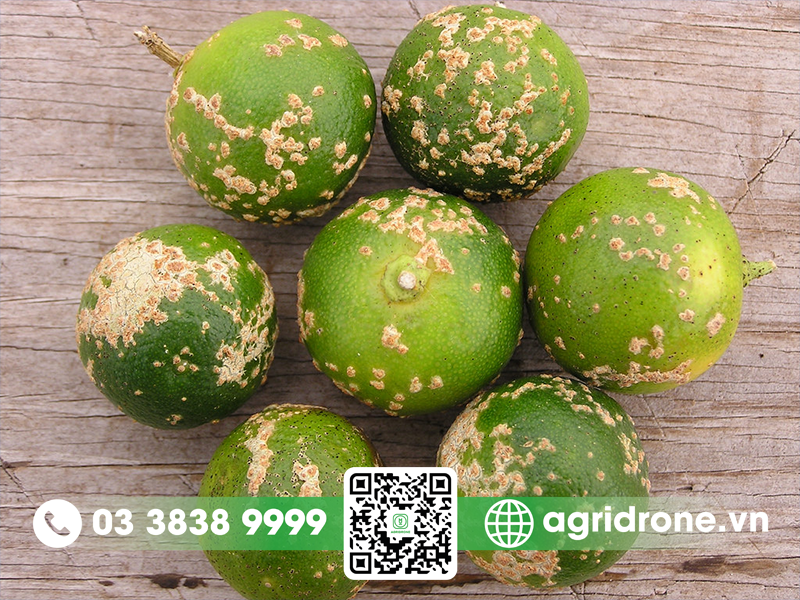 Bệnh ghẻ loét trên cây có múi