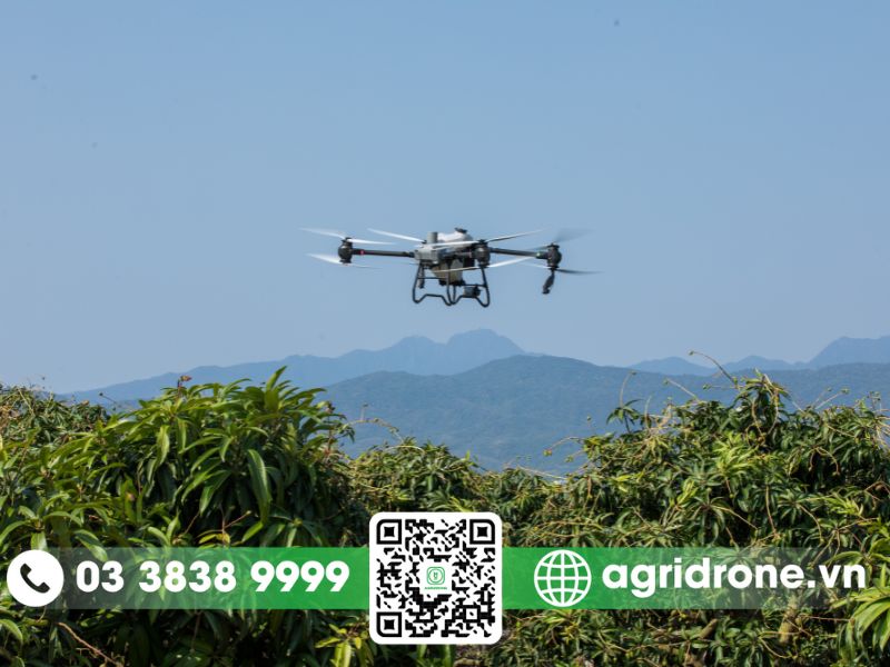Máy bay phun thuốc cho cây quế diệt trừ sâu bệnh hại 2 Quy trình phun thuốc cho cây quế bằng máy bay DJI Agras T50