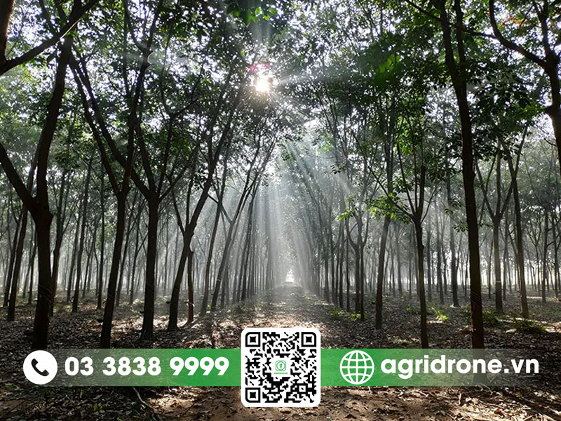 Đặc tính cây cao su là gì?