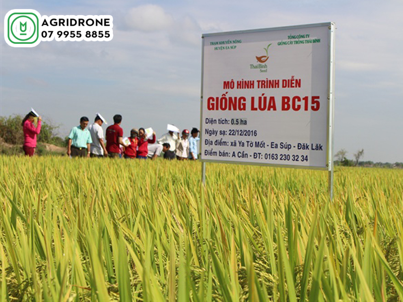 Giống lúa BC15 mới kháng đạo ôn hiệu quả 2 giong lua bc15 02
