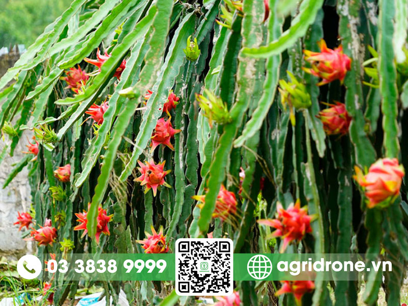 Cây thanh long rễ cọc hay rễ chùm?