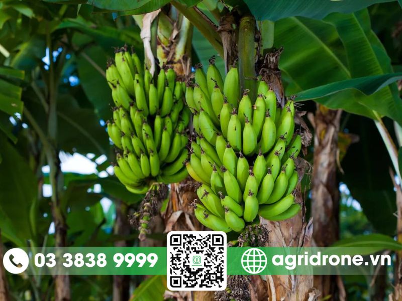 Ứng dụng của chuối trong nông nghiệp