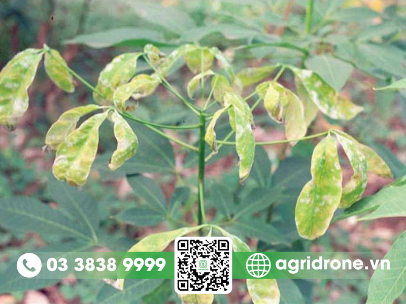 Bệnh nấm hồng trên cây cao su: nguyên nhân & cách phòng trị 