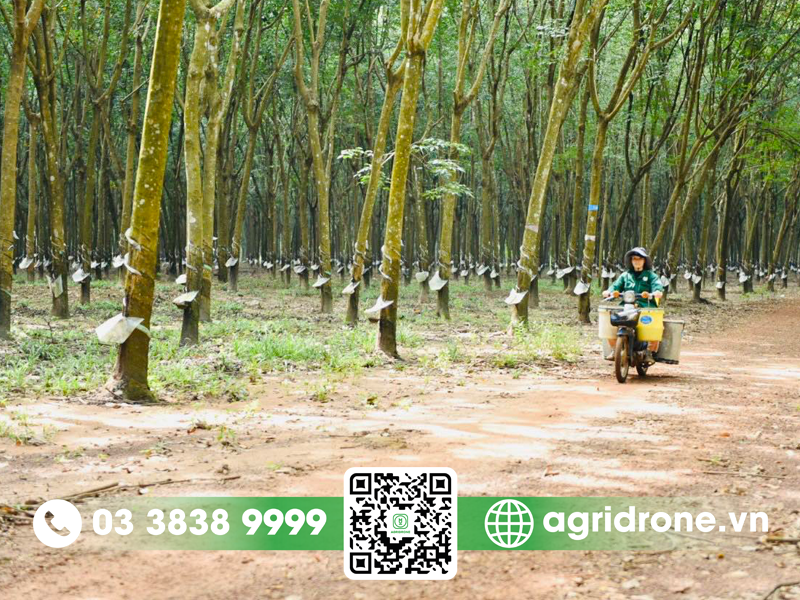 Vì sao cây cao su được trồng nhiều ở Đông Nam Bộ? 2 Vì sao cây cao su được trồng nhiều ở Đông Nam Bộ