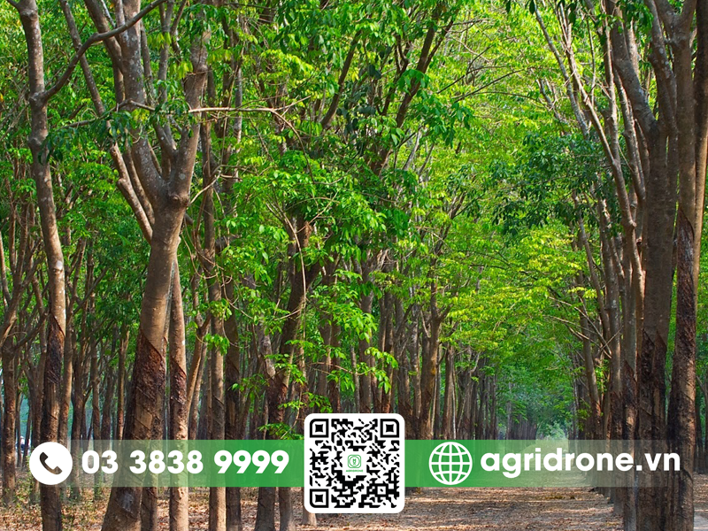 Cây cao su quang hợp như thế nào? 2 Cây cao su quang hợp như thế nào?