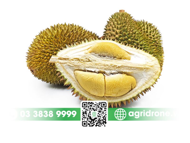 Top 3 giống sầu riêng Malaysia phổ biến tại Việt Nam 3 Giống sầu riêng Malaysia D24 (Sultan)