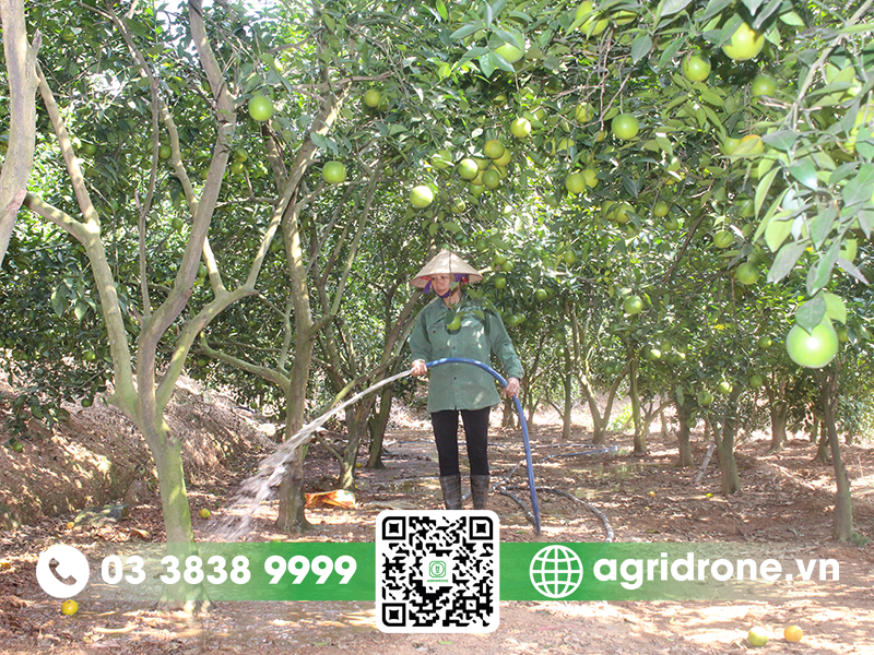 Sâu xanh hại cây ăn quả có múi 3 sau-xanh-hai-cay-an-qua-co-mui-2