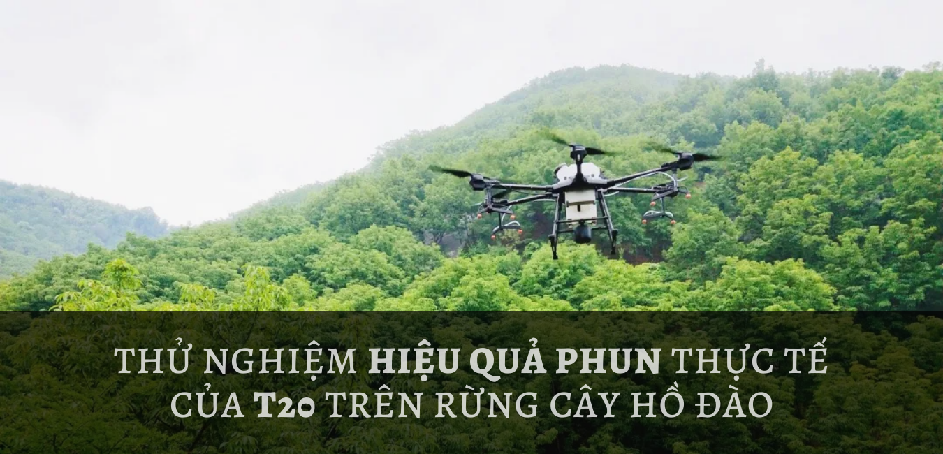 Thử nghiệm hiệu quả phun thực tế của máy bay phun thuốc DJI Agras T20 trên rừng cây hồ đào