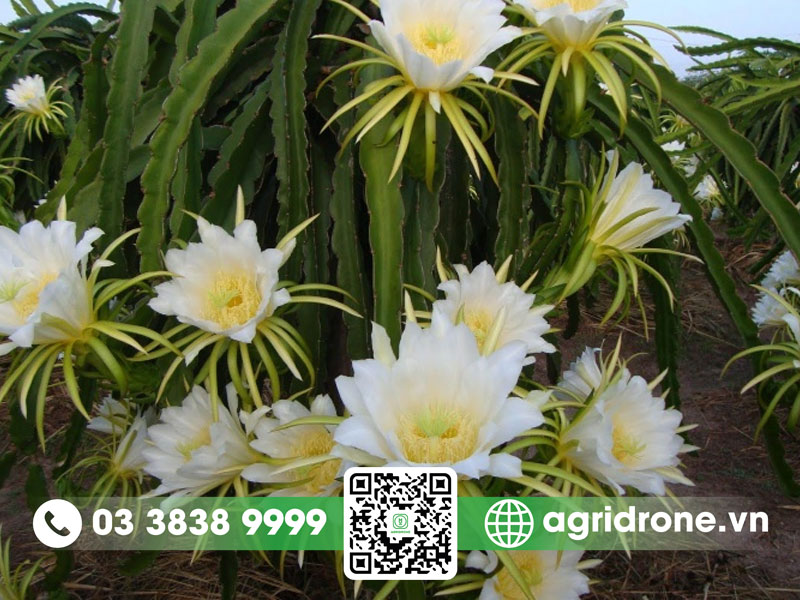 Hoa thanh long nở khi nào? 2 Hoa thanh long nở khi nào?