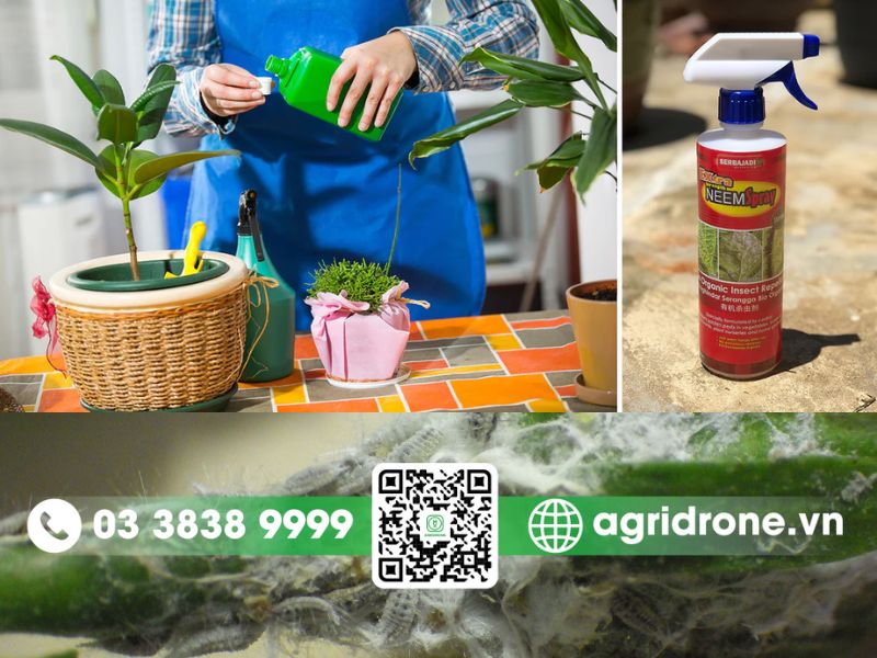 Rệp phấn trắng là gì? Dấu hiệu và cách phòng trừ trên cây trồng 4 Các cách trị rệp phấn trắng tận gốc