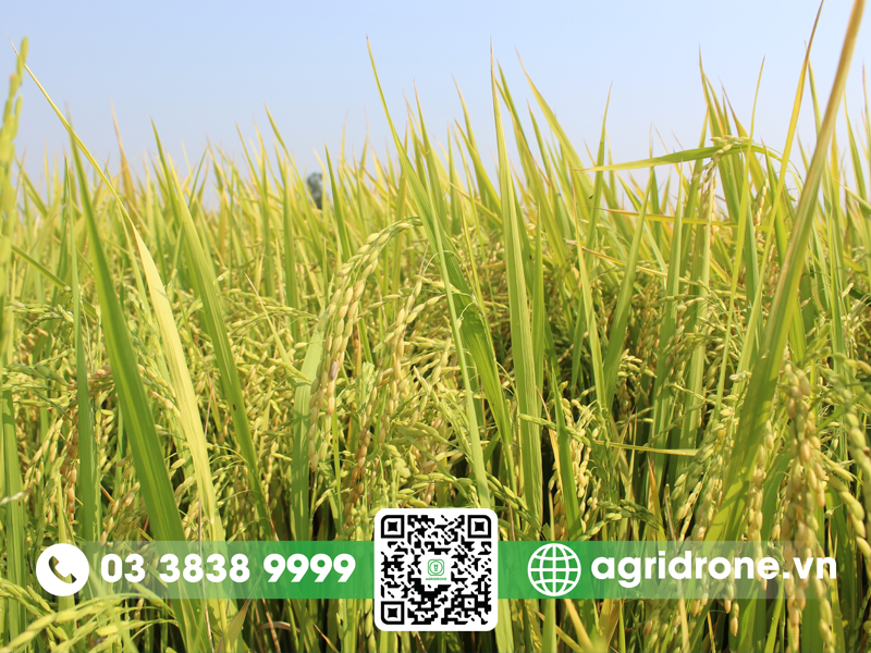 Giống lúa IR 4625: Đặc tính nông học & kỹ thuật canh tác