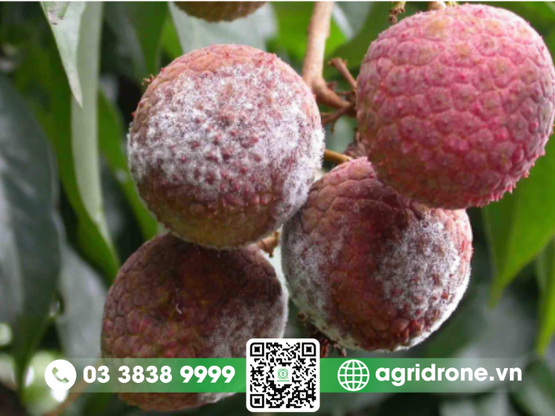 Bệnh mốc sương hại nhãn vải: Nguyên nhân và cách phòng trừ