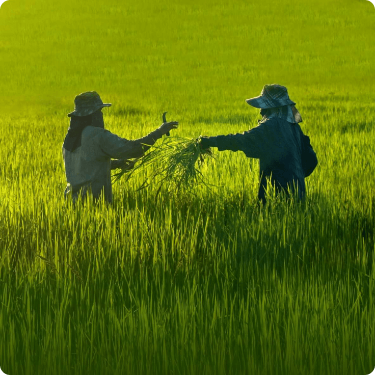 Giải pháp Nông nghiệp
