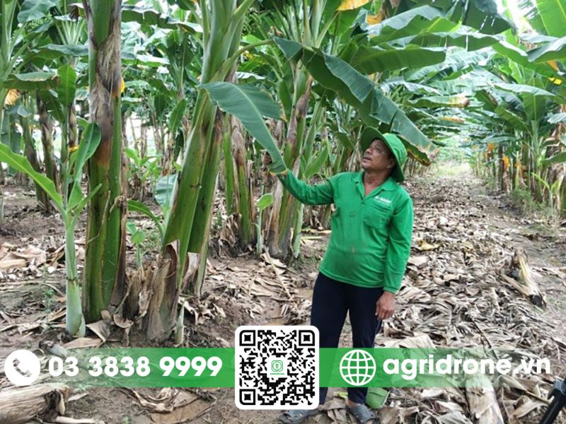 Khó khăn khi phun thuốc cho cây chuối bằng phương pháp truyền thống