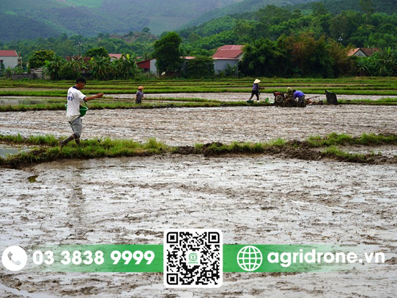Biện pháp kỹ thuật canh tác hiệu quả cho vụ hè thu 