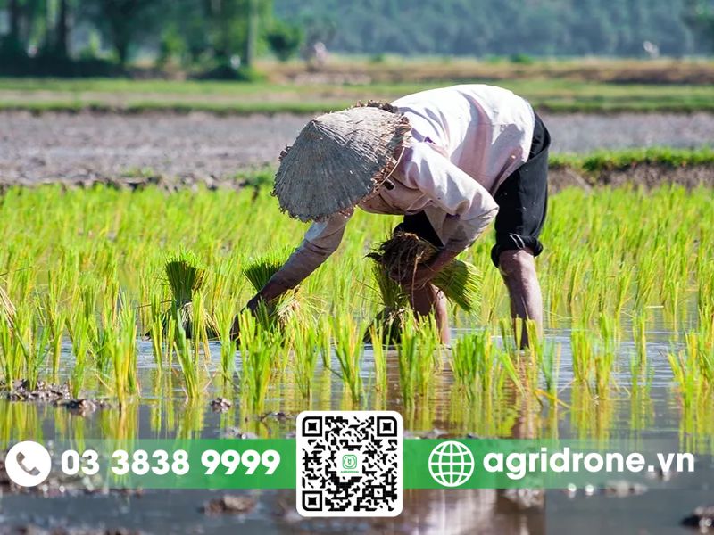 Các loại cây trồng chủ lực cho vụ hè thu ở miền Nam