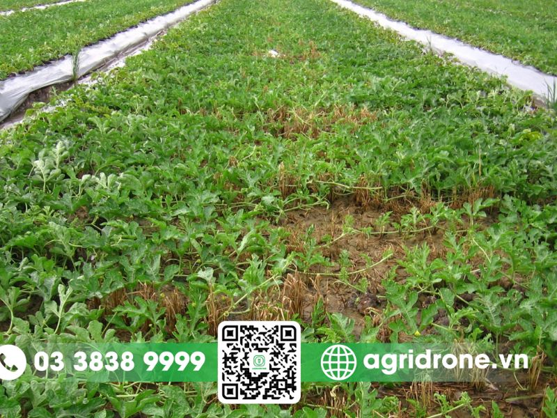 Các loại cây trồng vụ đông xuân mang lại hiệu quả kinh tế cao