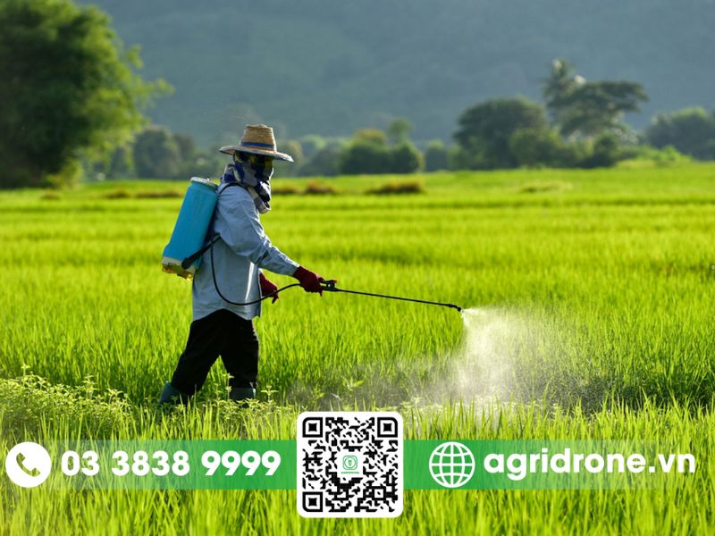 Cách chăm sóc lúa vụ hè thu hiệu quả