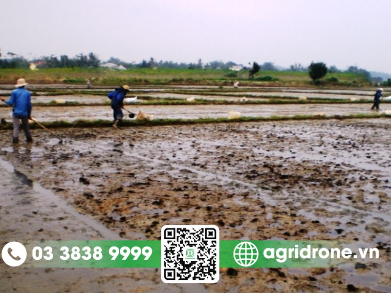 Cần chuẩn bị gì trước khi xuống giống vụ hè thu thành công