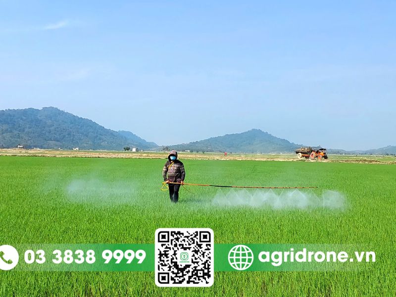 Kỹ thuật canh tác tiên tiến cho vụ đông xuân