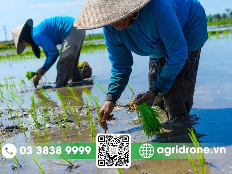 Lựa chọn cây trồng phù hợp cho vụ hè thu miền nam