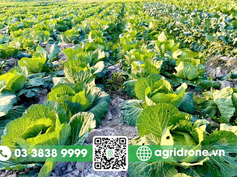 Tiêu chí lựa chọn cây trồng vụ đông xuân hiệu quả