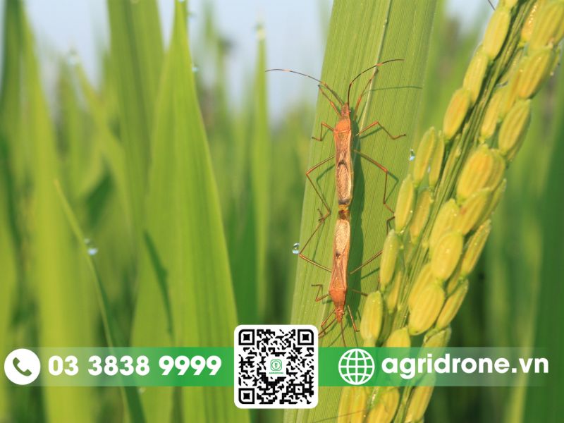 Các loại sâu hại thường gặp trên ruộng lúa