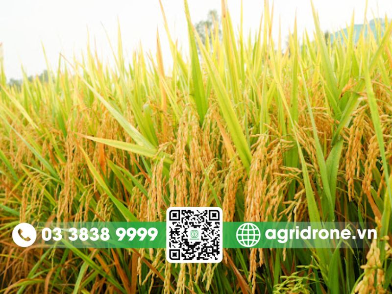 Giống lúa OM5451