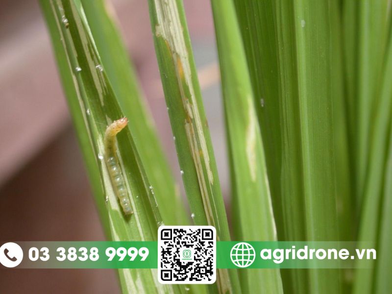 Tầm quan trọng của việc phòng trừ sâu hại lúa hiệu quả 