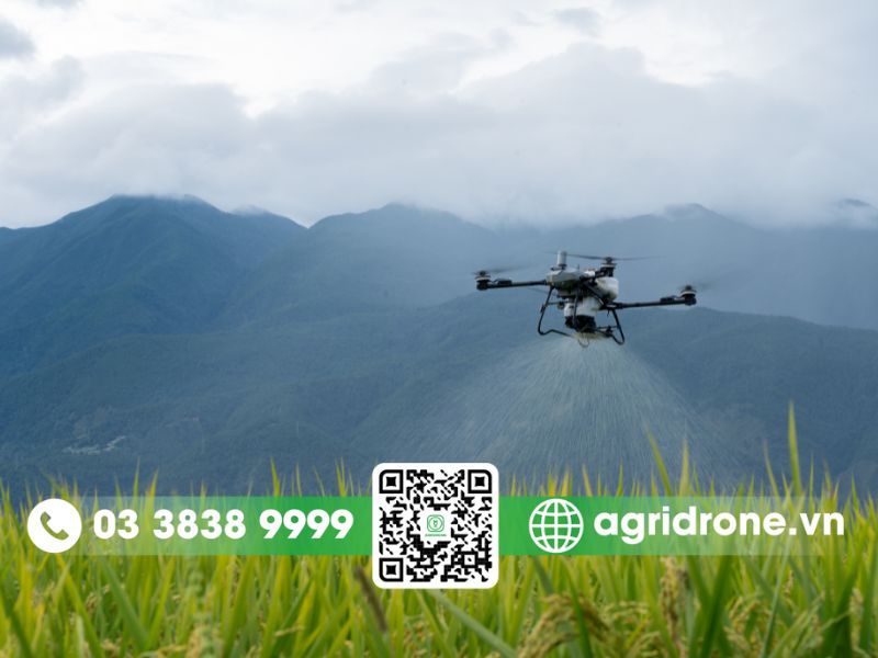 Cách diệt cỏ ruộng lúa bằng drone mang lại bước đột phá mới