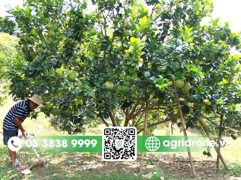 Cơ cấu cây trồng tại tỉnh Bình Phước