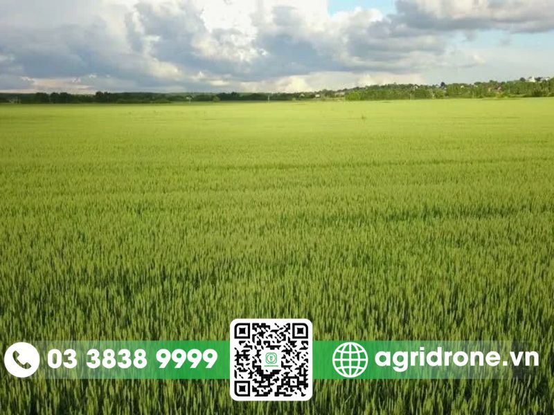 Lúa gạo - cây trồng chủ lực của tỉnh Kiên Giang