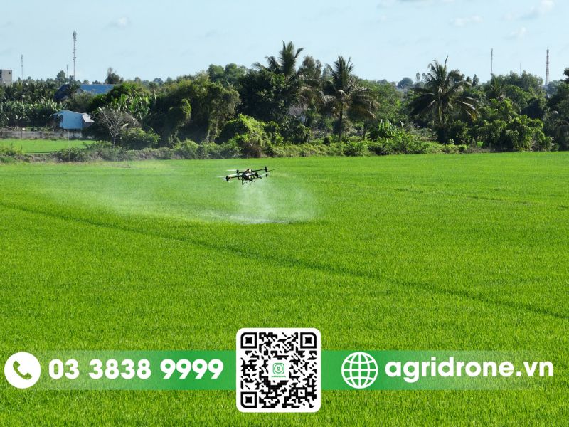 Máy bay phun thuốc Kiên Giang hỗ trợ phun thuốc cây lúa