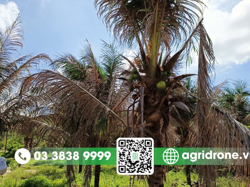 Sâu bệnh tấn công cây dừa và lúa ở Bến Tre
