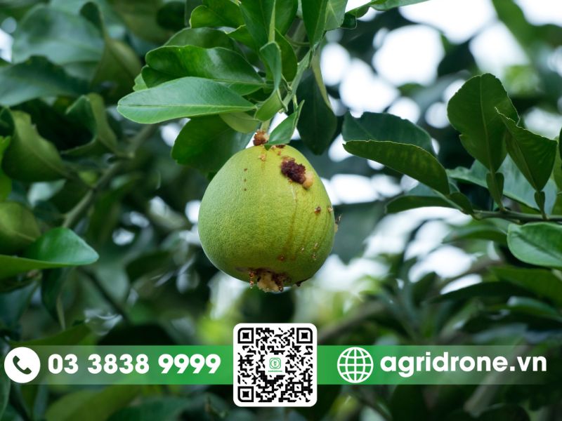 Các loại sâu bệnh hại trên cây bưởi