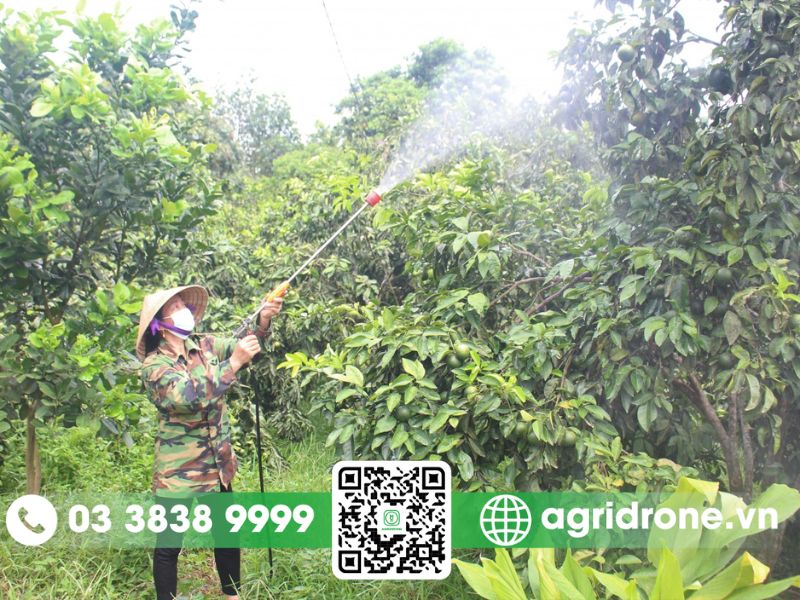 Khó khăn khi phun thuốc sâu cho cây ăn quả tại Tiền Giang