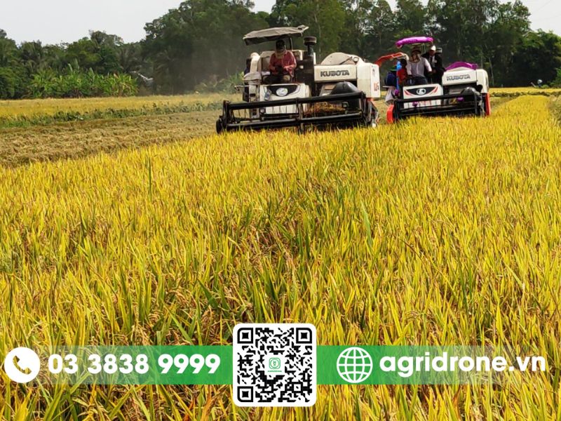 Nhu cầu ứng dụng máy bay phun thuốc trong canh tác tại Cần Thơ