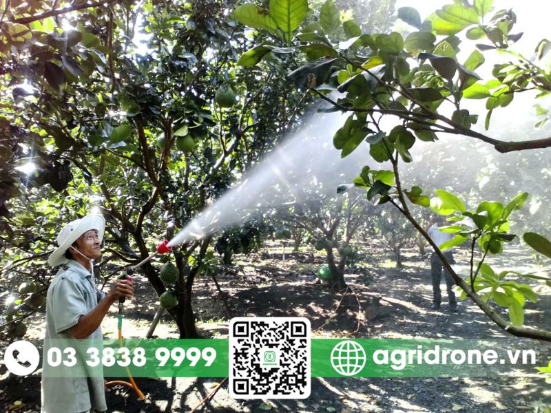 Những khó khăn khi phun thuốc phòng trừ sâu bệnh cho cây bưởi