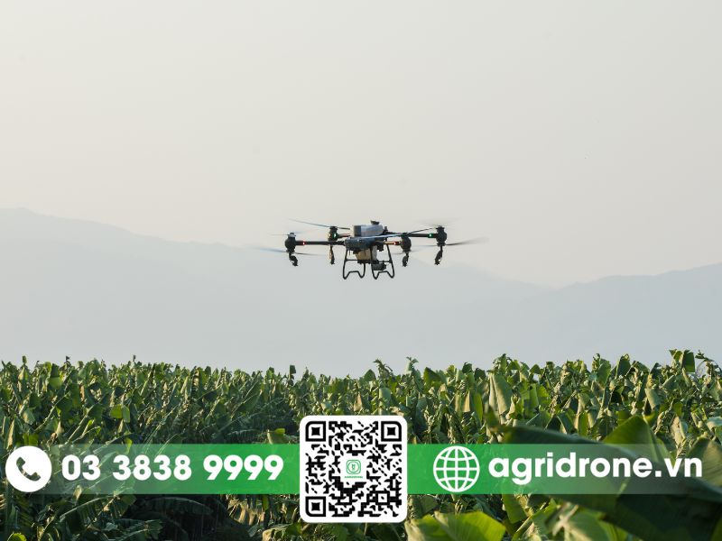 Sử dụng máy bay phun thuốc trừ sâu cho cây trồng tại Sóc Trăng