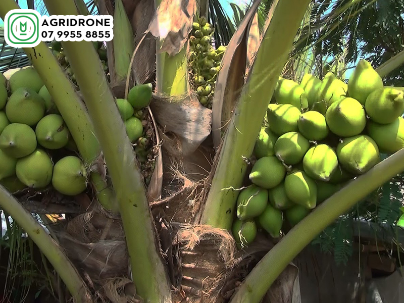 Dịch vụ phun thuốc bình định cho cây dừa