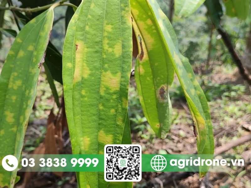 Các loại sâu bệnh hại cây điều và cách phòng trừ