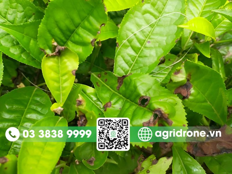 Các loại sâu bệnh hại phổ biến trên cây chè