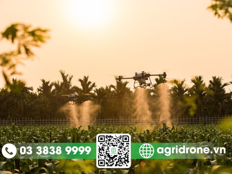 Giải pháp sử dụng máy bay phun thuốc cho cây mía