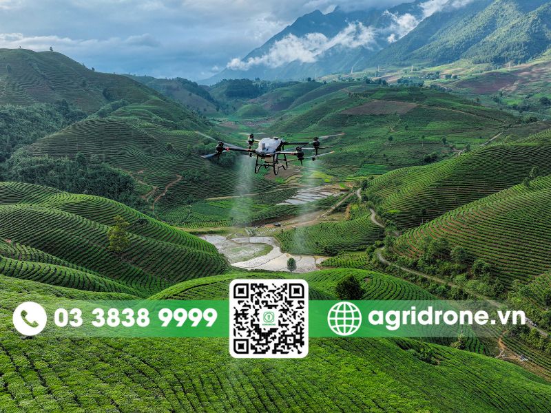 Nguyên tắc khi phun thuốc phòng trừ sâu bệnh cho cây chè