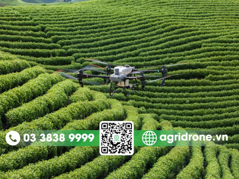 Sử dụng máy bay phun thuốc trừ sâu cho cây chè