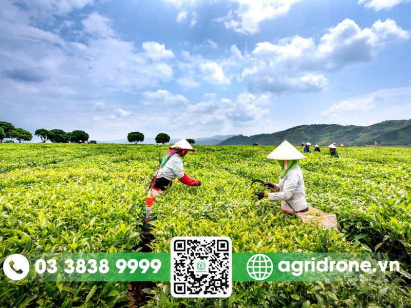 Những bất cập trong công tác bảo vệ thực vật tại Lai Châu