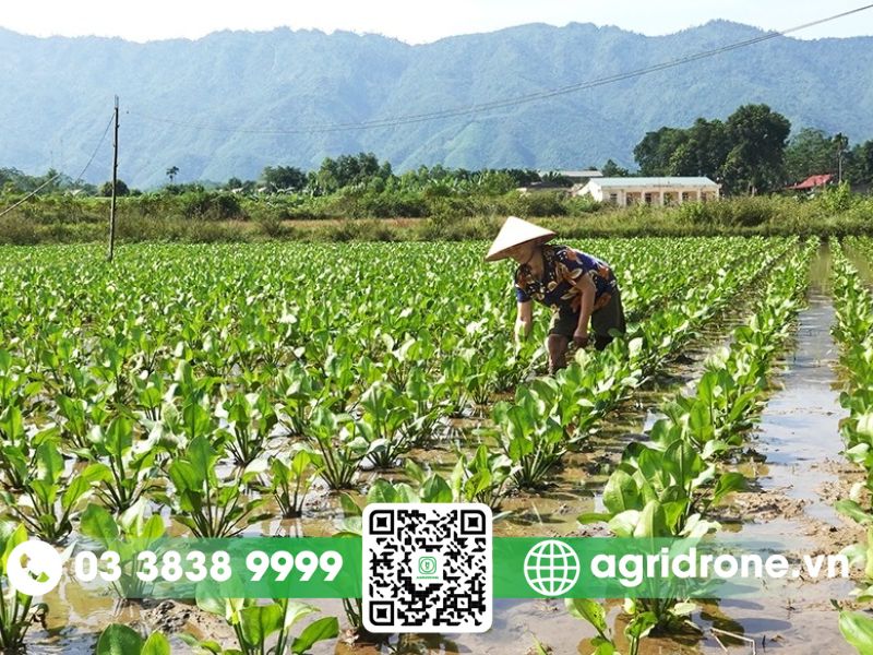 Ưu điểm của máy bay phun thuốc tại Phú Thọ