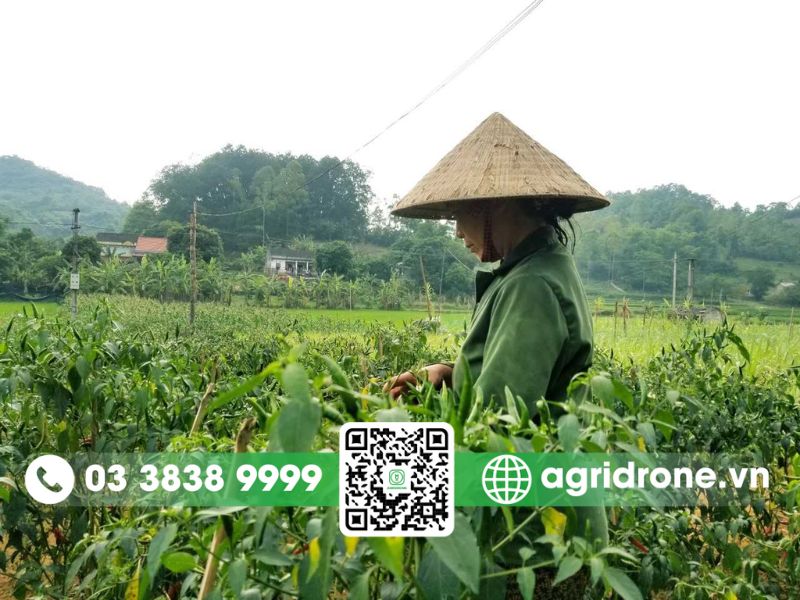 Lạng Sơn tái cơ cấu nông nghiệp
