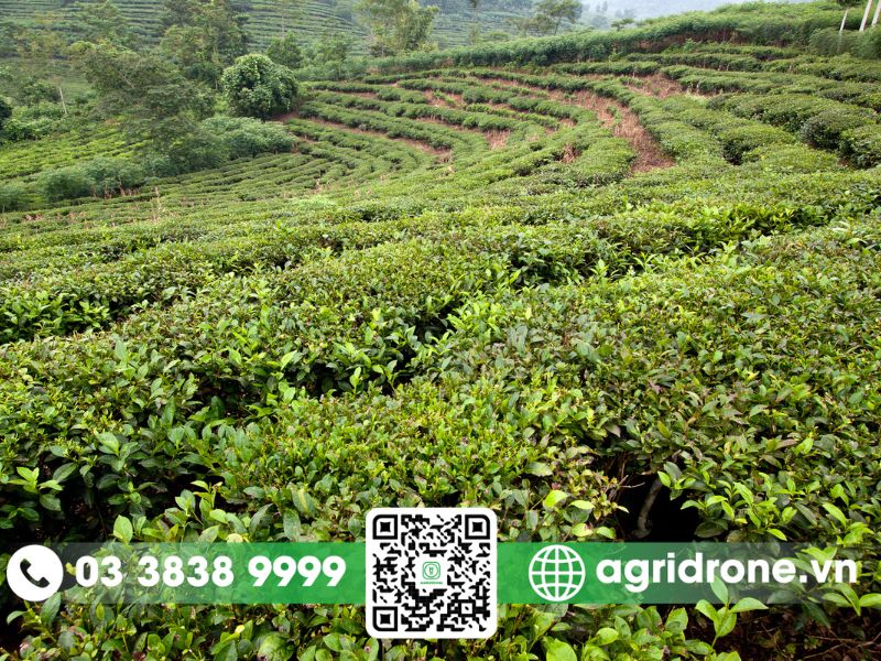 Những loại cây trồng chủ lực của tỉnh Yên Bái